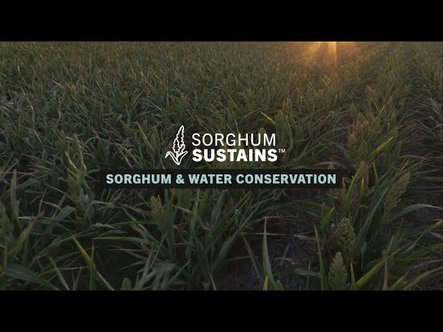 Sorghum Sustains - Sorghum & Water Conservation