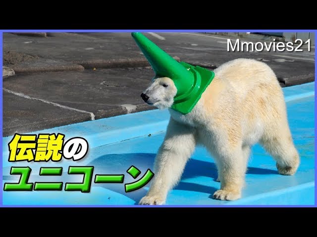 約2分で完食　食べ方が早すぎるホッキョクグマ　ミルク Polar Bear Milk