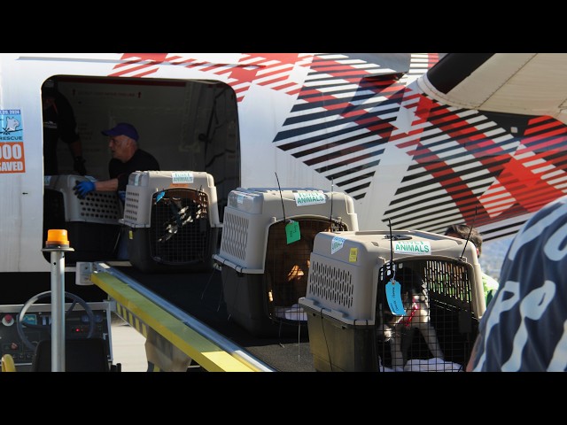 Wings Of Rescue: Flying Shelter Animals Across the U.S | LA Wildlife Relief Efforts