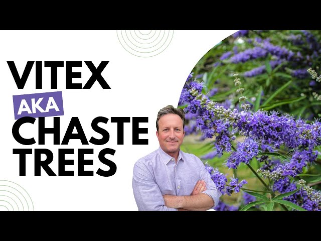 Great Small Tree for Your Yard:  Vitex, AKA Chaste Tree