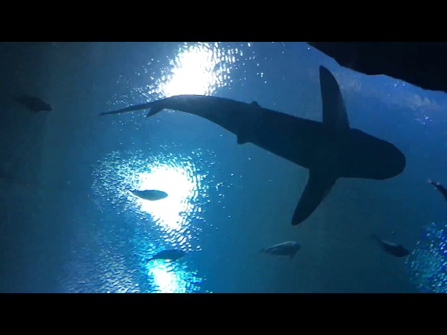 Happy New Year from the Georgia Aquarium