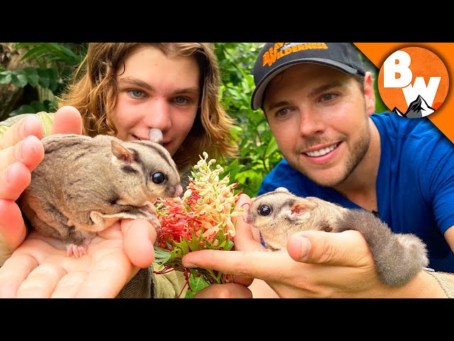 Secrets of Sugar Gliders REVEALED! Not as Cute as they LOOK!