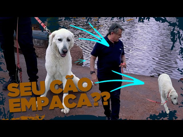 SEU CACHORRO NÃO GOSTA DE PASSEAR? Resolva em 5 passos!