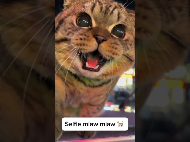 When your cat nails the perfect selfie! 😹📸 #PurrfectSelfie