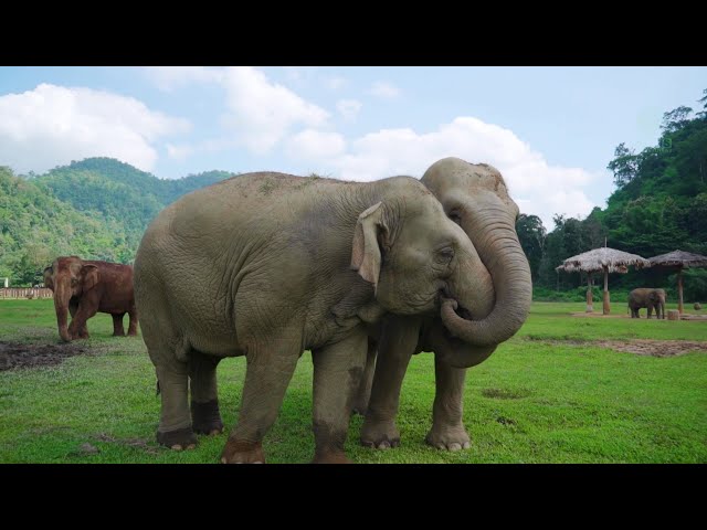 Voice for Thai Elephant's Day