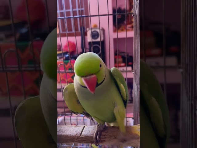 Baby Alexander Parrot Real Sound Video 🥰 #indianparrotmithu #iconicmithu #funny l #viralvideo #shots