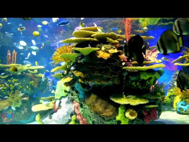 ❤️150 Minutes - Aquarium Fish with Coral Reef and Soothing Music - Calm & Relax 1 - Stress Relief