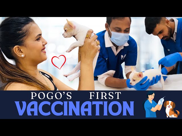 Pogo’s First Vaccination Experience @veticpetcare  | The Khaira Show