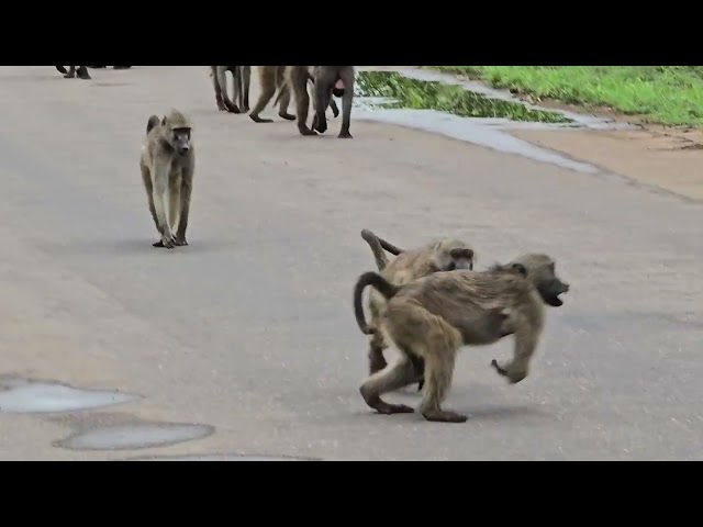 Charming Baboon Troop Approaching Our Game Viewer: Playful Sighting in Kruger Park. #wildlife