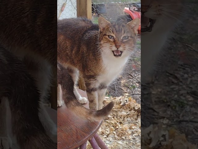 WHATS MISSY DOING.  #kittens #catland #feralcats