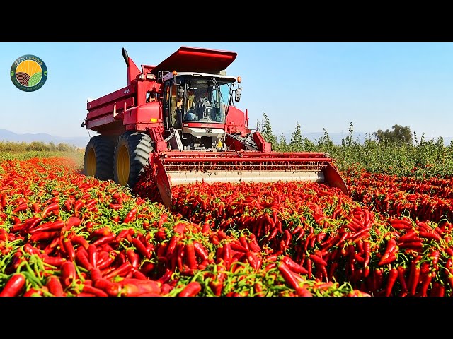 How American Farmers Harvest 2.1 Pounds Of Red Chili Peppers by Machine | Farming Documentary