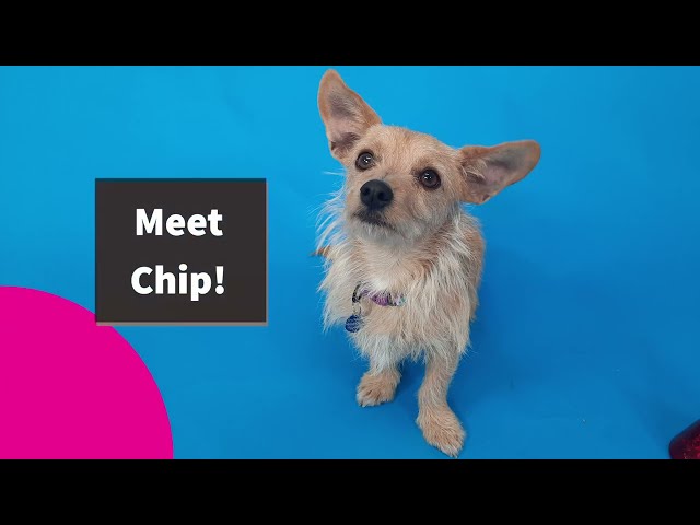 Meet Chip