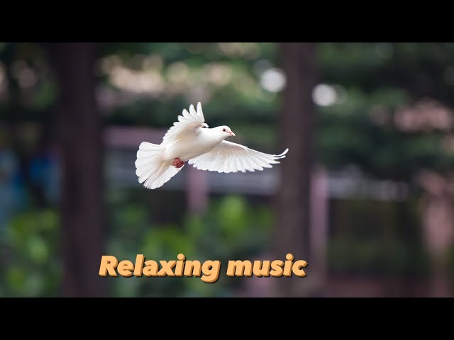 Relaxing Music Relieves Stress | Meditation Music | Best Music For Deep Sleep | Soothing Piano #new