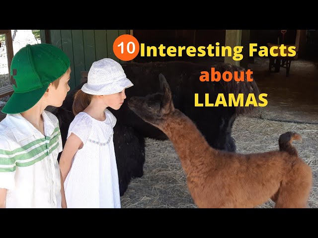 10 Interesting Facts about Llamas! Llama facts for Kids. Educational Animal Videos.