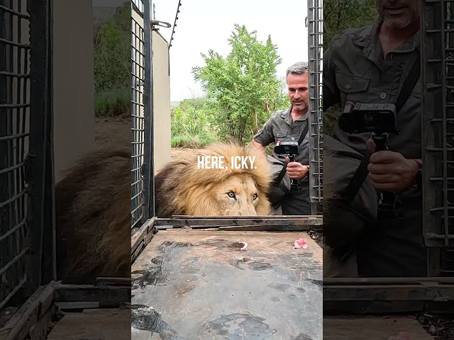 How to Transport LIONS #wildlife #cat #sanctuary