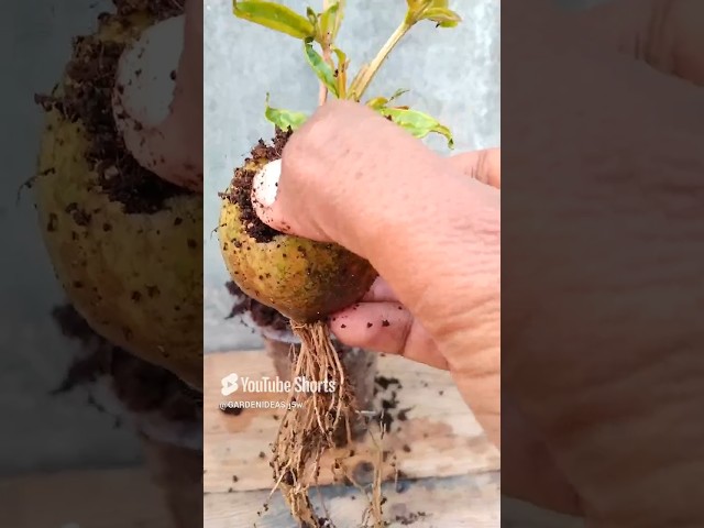 This propagation is very simple and easy #garden #grafting #propagation #viralshort