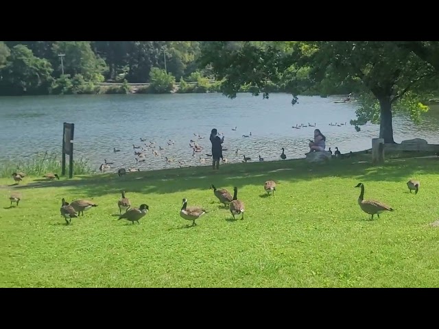 ALL THE GEESE