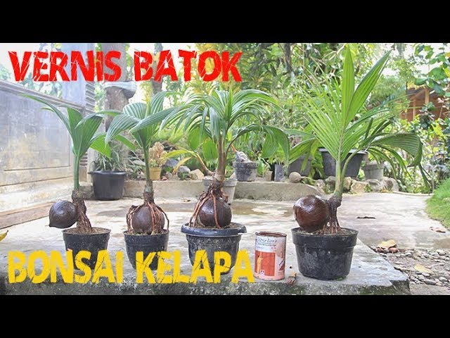 VERNIS BATOK BONSAI KELAPA || COCONUT BONSAI VARNISH