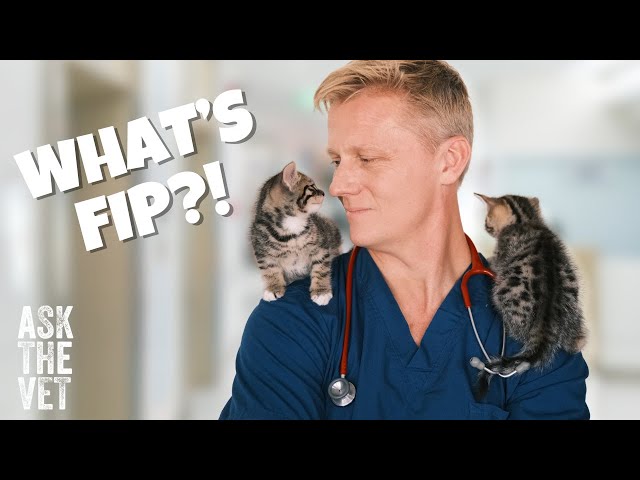 What is feline infectious peritonitis, or FIP? | ASK THE VET with Dr Scott Miller