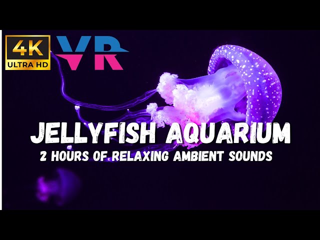 Red Jelly Fish in Relaxing 4K Aquarium, Underwater ASMR