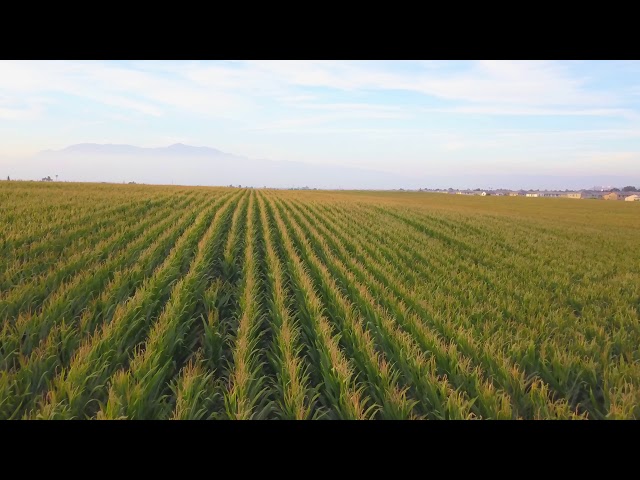 Free Stock Footage - California Agriculture Cornfield Aerial Drone Flyover 4k