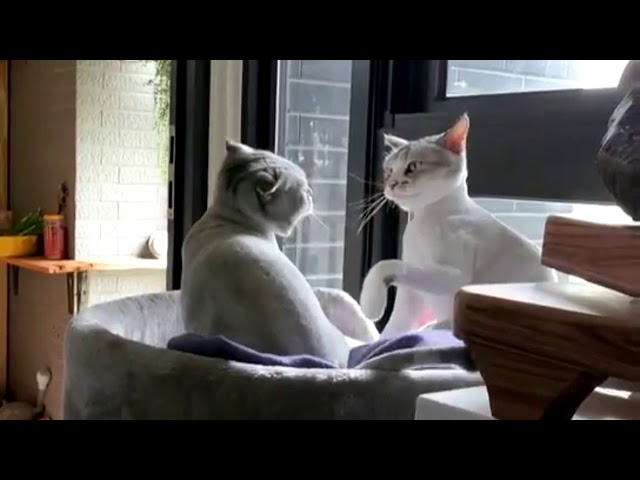 Cute Baby Cats💗Funny Compilation Cute Moment Of The Cats #60