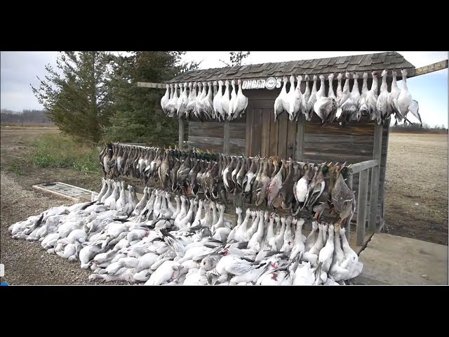 Hired to Hunt Season 3 #11.  Let the Chips Fall.  Duck and Goose Hunting.  Limit hunts in Alberta