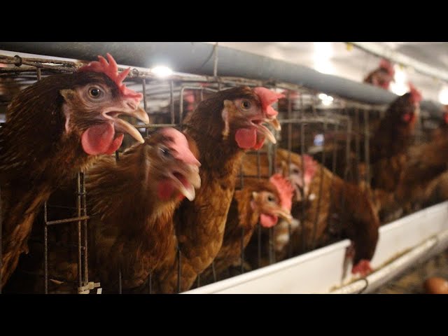 Podcast: Is bird flu the new Covid?