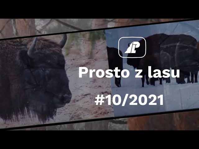 Prosto z lasu |10 2021|