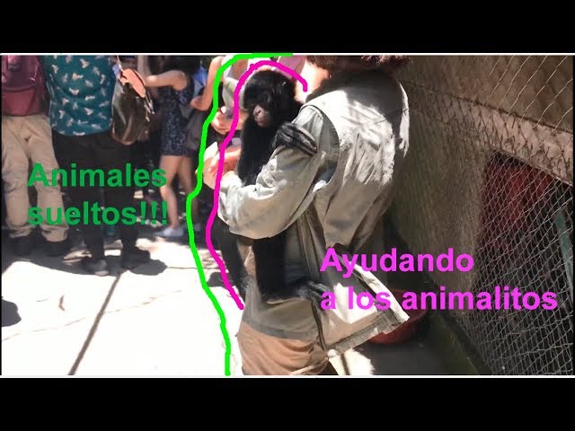 La Senda Verde - Refugio de animales en Bolivia | Lessy Merubia