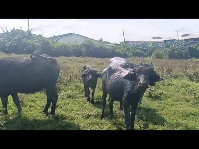 Group of Carabao full of muds scattered in the field