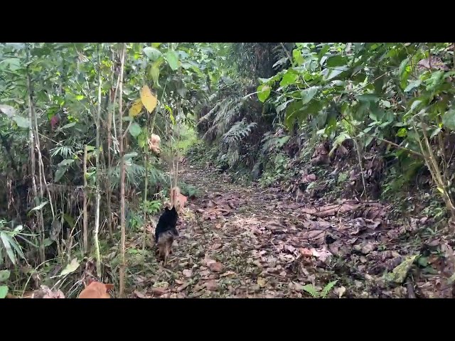 Walking with the dogs in lush tropical vegetation