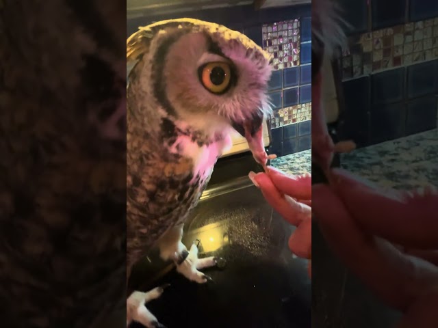 Oaky the owl Eating a snack