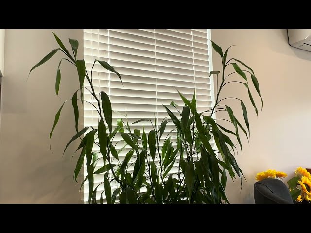 How I Propagated My 2 Meter Bamboo! Easy Bamboo Cutting & Rooting