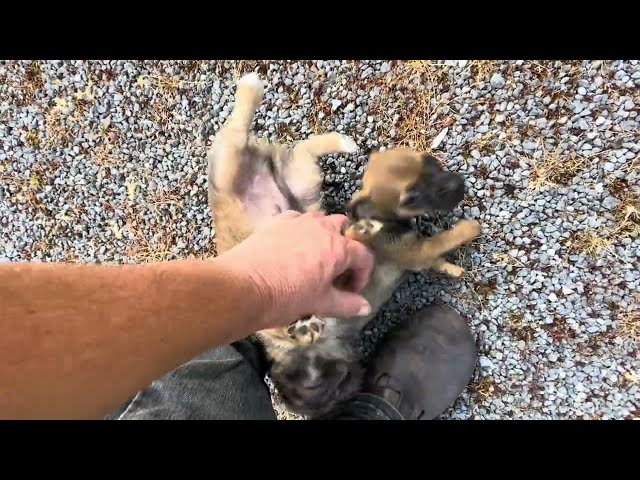 Tiny puppy Inti tries very hard to keep up with big dogs as they play