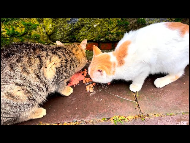 The cats were very hungry, so we fed them all.