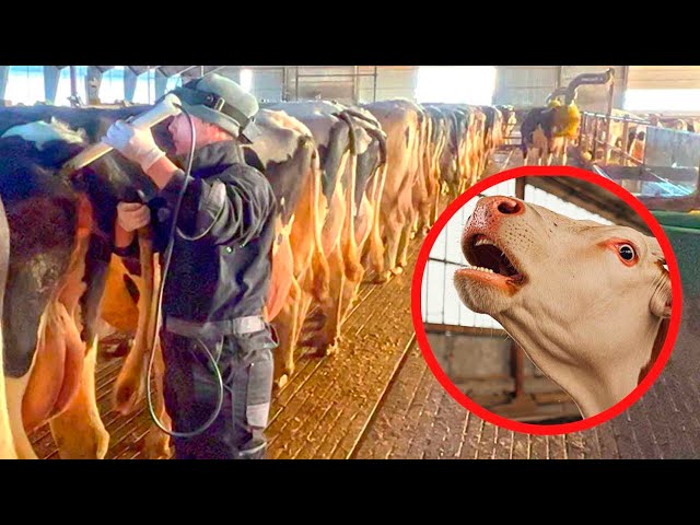 Modern COW Farming, Skilled TRACTOR Drivers and Much More | Grinding and Cleaning | New Farming 2024