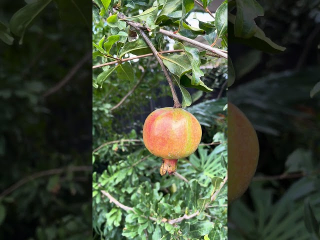 Pomegranate #fruit #health #vitamins #antioxidants #immunity #digestivehealth #edibleflowers #tasty