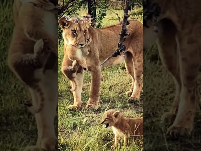 A Small And Cute Lion Cub Is Carried By Its Mother And The Others Run After It.