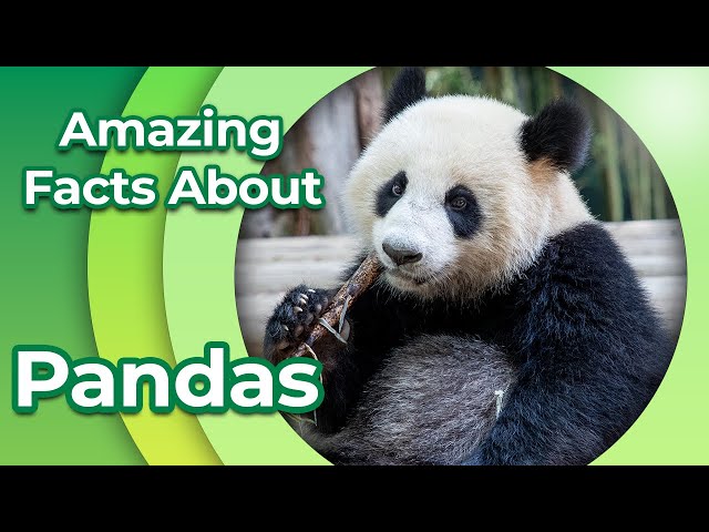 || Panda Facts || Amazing Facts About Pandas || Why Do They Have Goat Eyes Instead of Bear Eyes?