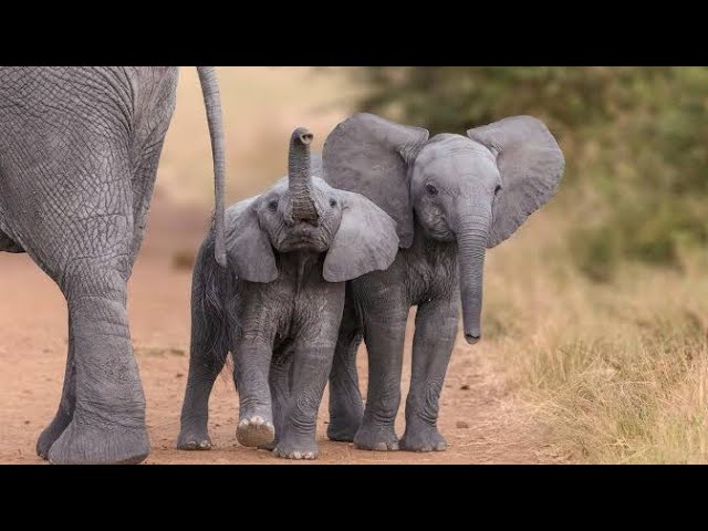 Elephant Life Documentary #wildlife #elephants #elephentlife #elephant #wildanimals #documentry