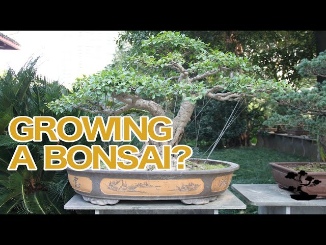 So You Want to Grow a Bonsai?