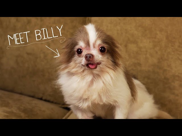 Meet Billy, Rescued From a Puppy Mill - 2013 CINE Award Winner