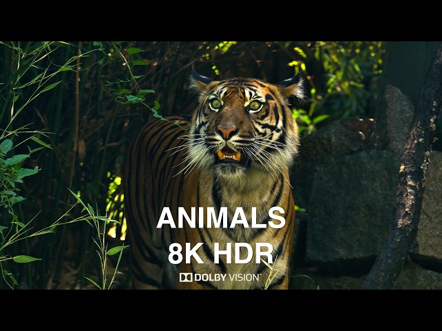 ANIMALS in 8K VIDEO ULTRA HD #8K