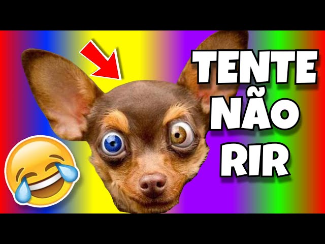 🔴 TENTE NÃO RIR  🔴 VIDEOS ENGRAÇADOS DE ANIMAIS PETS GATOS E CACHORROS MEMES DE CÃES GATO CACHORRO