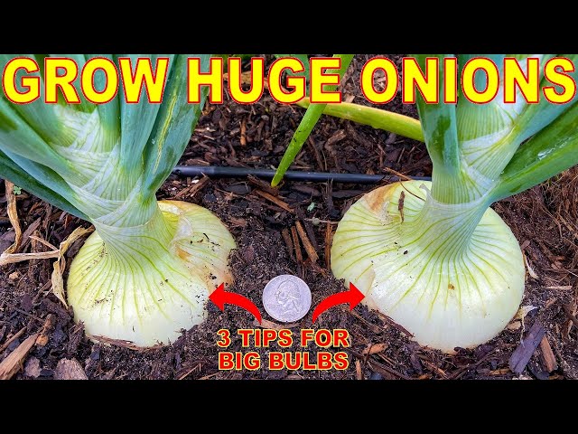 Your Onions Will LOVE You For This: 3 Tips To Grow GIANT Onion Bulbs!