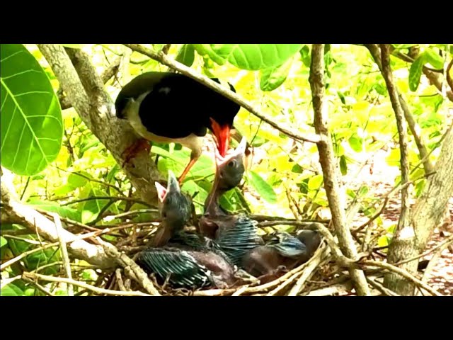 Action Baby Blue Magpie Bird .