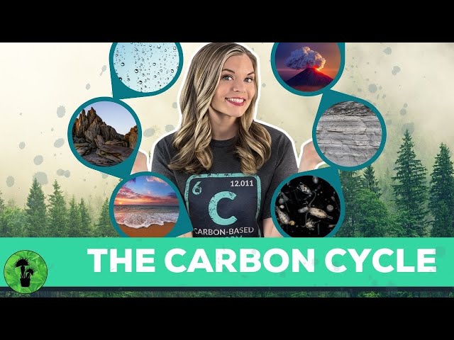 The Carbon Cycle