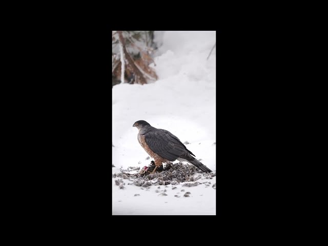 Cooper's Hawk Chow Down, #Shorts