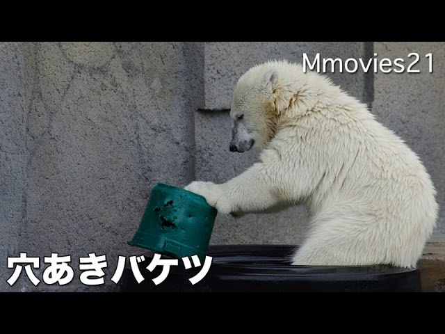 Polar Bear cub play with green bucket 穴空き緑のバケツがお気に入りのこぐま